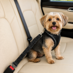 CINTURÓN DE AUTO PARA PERRO - KIBOO